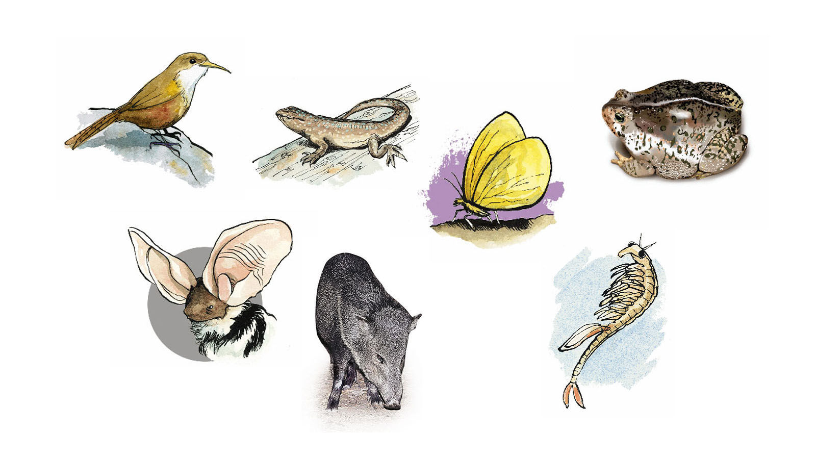 Critters of Southern Arizona